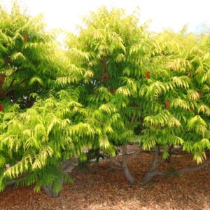Staghorn Sumac (Rhus typhina)