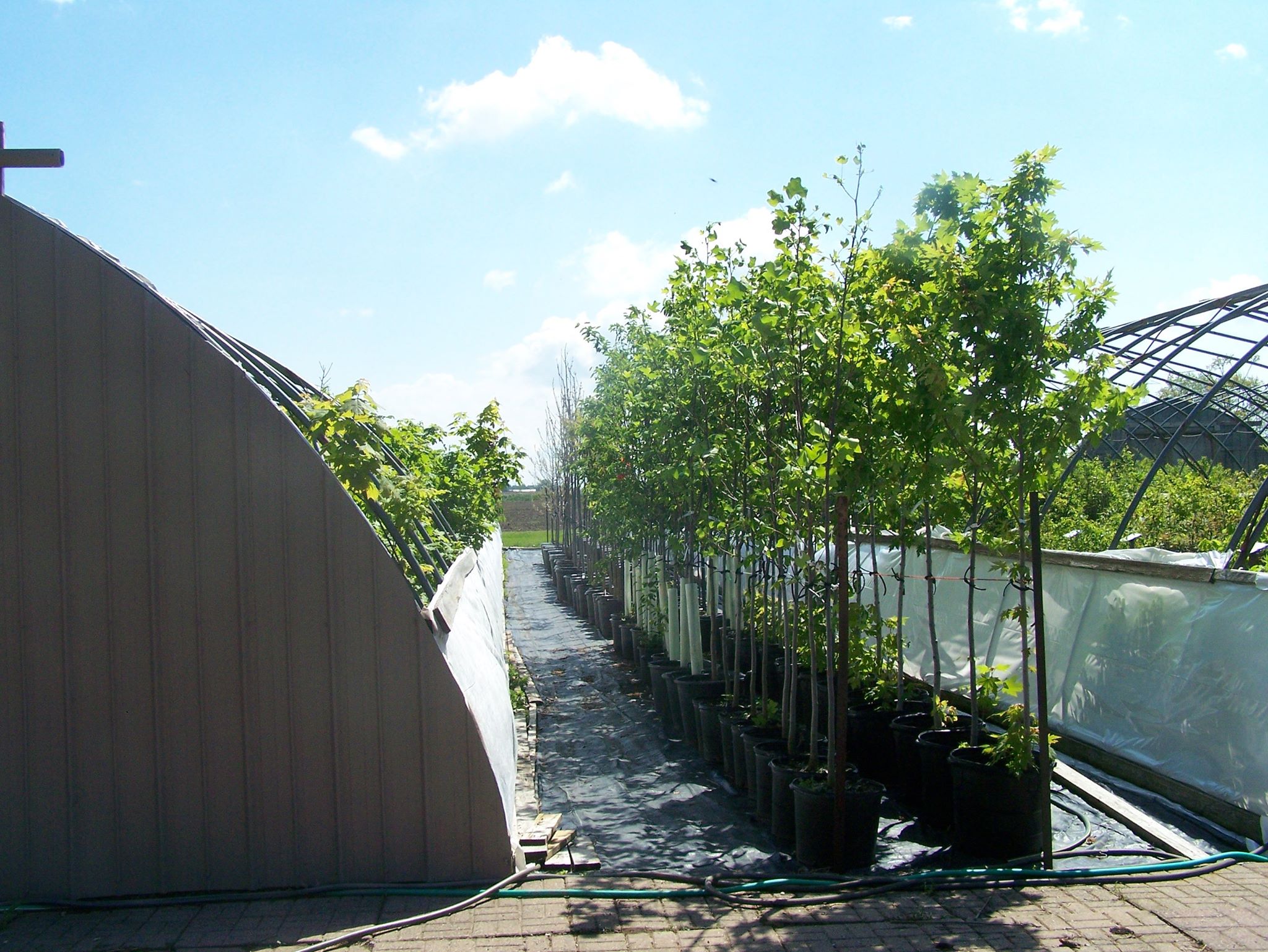 Little Otter Tree Farm greenhouse
