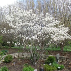 Serviceberry (Amelanchier)