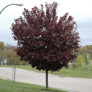 Chokecherry (Prunus virginiana)