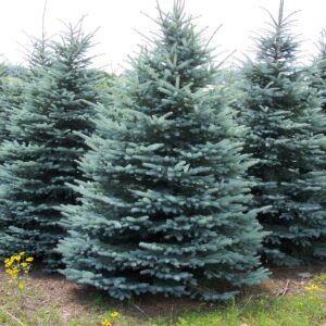 Blue Spruce (Picea pungens)