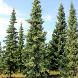 Black Spruce (Picea mariana)