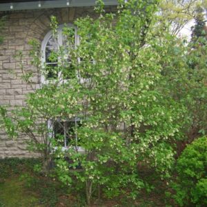 Bladdernut (Staphylea trifolia)