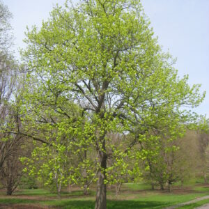 Basswood (Tilia americana)