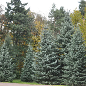 Concolor Fir (Abies concolor)