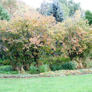 American Hazelnut (Corylus americana)
