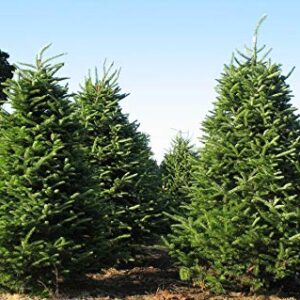 Balsam Fir (Abies balsamea)