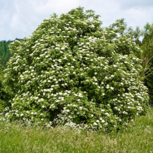 Black Elderberry (Sambucus nigra)