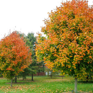 Black Maple (Acer nigrum)