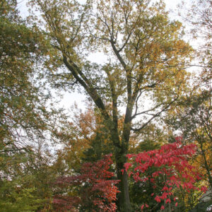 Black Oak (Quercus velutina)