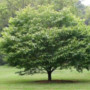 Blue Beech (Carpinus caroliniana)