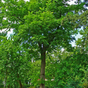 Butternut (Juglans cinerea)