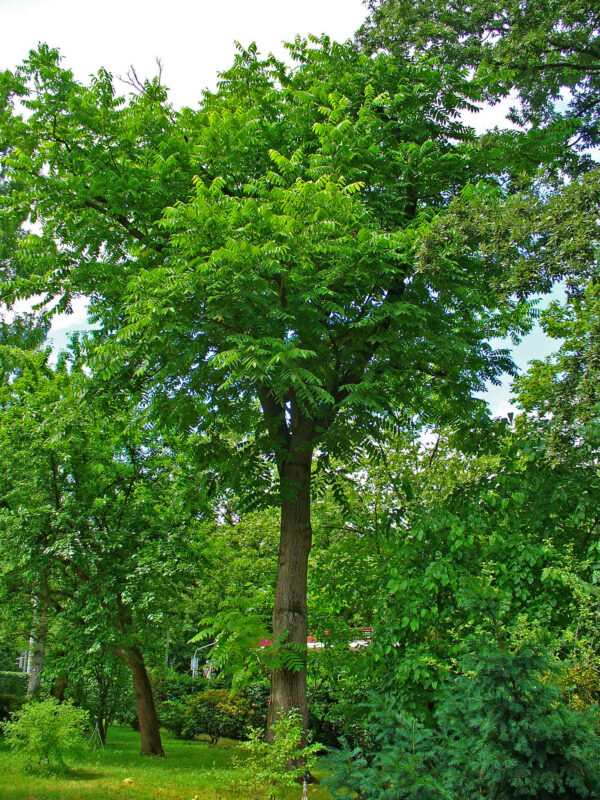 Bitternut Hickory (Carya cordiformis)