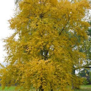 Cherry Birch (Betula lenta)