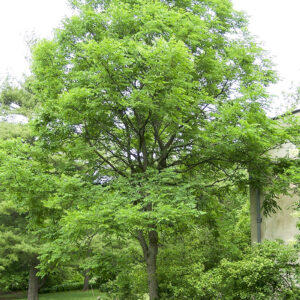 Kentucky Coffee Tree (Gymnocladus dioicus)