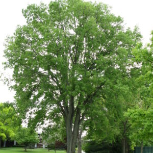 Hackberry (Celtis occidentalis)
