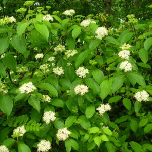 Silky Dogwood (Cornus amomum)
