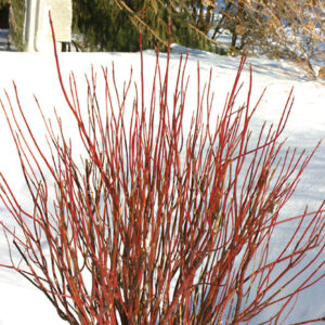 Red Osier Dogwood (Cornus sericea)
