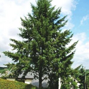 Douglas Fir (Pseudotsuga menziesii)