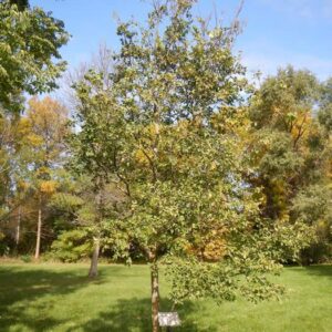 Hackberry (dwarf - Celtis tenuifolia)