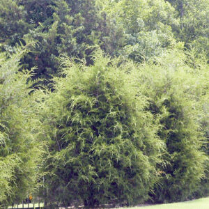 Eastern Red Cedar (Juniperus Virginiana)