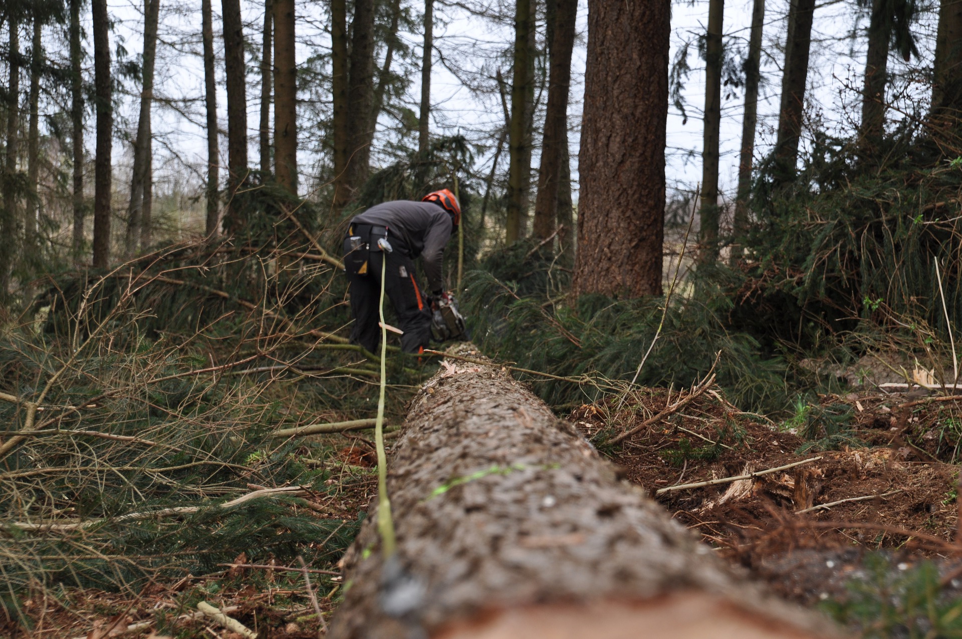 Tree felling