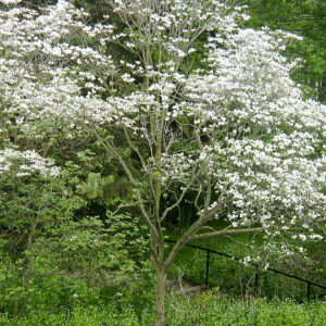 Grey Dogwood (Cornus racemosa)