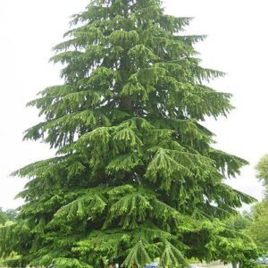 Hemlock (Tsuga canadensis)