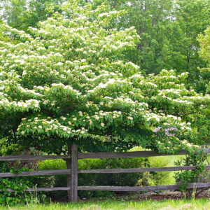 Pagoda Dogwood (Cornus alternifolia)