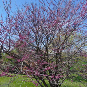Eastern Redbud (Cercis canadensis)