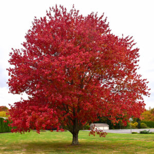 Native Red Maple (Acer rubrum)