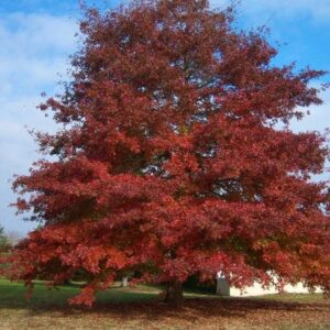 Red Oak (Quercus rubra)
