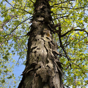 Shagbark Hickory (Carya ovata)