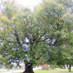 Silver Maple (Acer saccharinum)