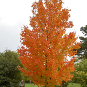 Sugar Maple (Acer saccharum)
