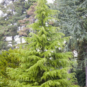 Tamarak (Larix laricina)