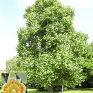 Tulip (Liriodendron)