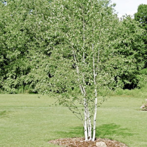 White Birch (Betula papyrifera)