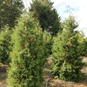 White Cedar (Thuja occidentalis)