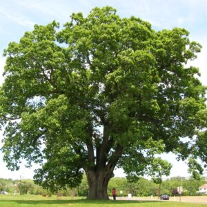 White Oak (Quercus alba )