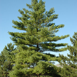 White Pine (Pinus strobus)