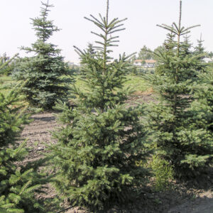 White Spruce (Picea glauca)