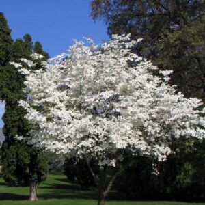 Flowering Dogwood (Cornus florida)