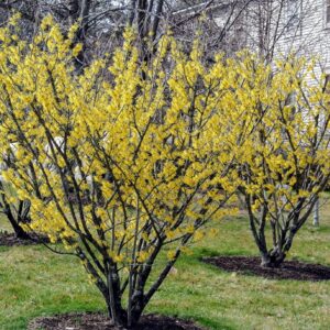 Witch Hazel Hamamelis